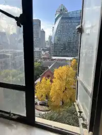 12.4外灘聖三一堂銀杏季已到附隱藏機位