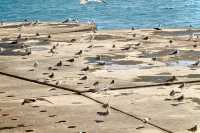 私藏大連海景攻略