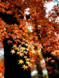 虞山秋日限定常熟紅葉美翻了丨附機位