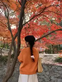 南京中山植物園紅楓崗|進入10日倒數!