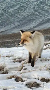 誰懂啊!北疆之旅被國旅司機師傅寵上天