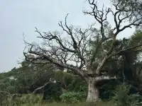 探秘香港風水林,尋找百年樟樹神木