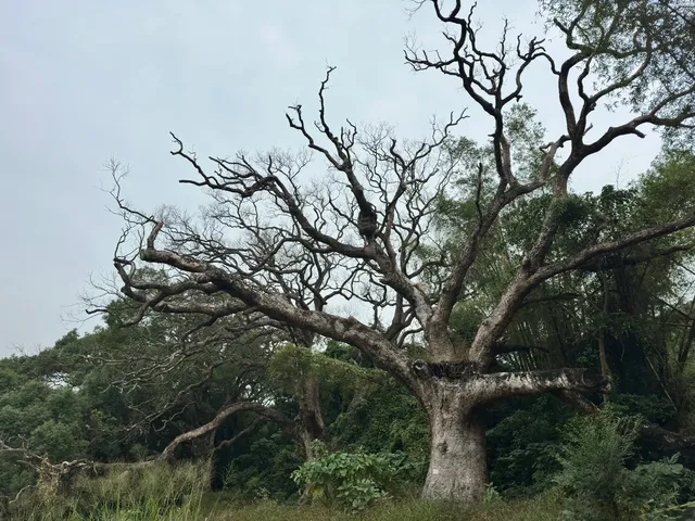 探秘香港風水林,尋找百年樟樹神木 探秘香港風水林,尋找百年樟樹神木