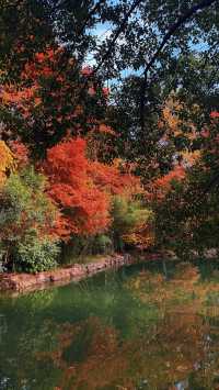 上海秋冬限定!紅杉映金杏賞景全攻略