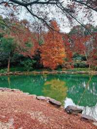 上海秋冬限定!紅杉映金杏賞景全攻略