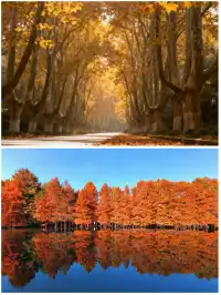 南京秋日封神路線燕雀湖+梧桐大道+美齡宮