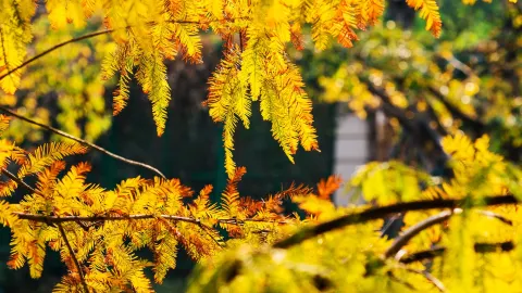 Who would believe this is a secret autumn oil painting scene in Shenzhen — traveler post in Three Rivers