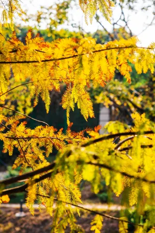 Who would believe this is a secret autumn oil painting scene in Shenzhen