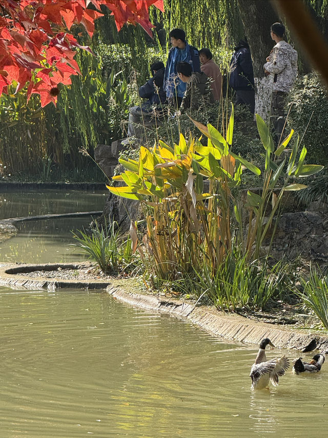 一座公園愛上一座城|我見到駱賓王詩裡的鵝 一座公園愛上一座城|我見到駱賓王詩裡的鵝