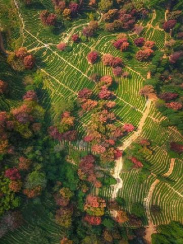 秋の終わりをつかまえて、この色づいた森を見に行こう