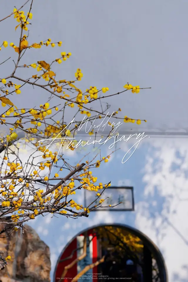 “A few plum blossoms, tears for a lost nation” | Shigong Ancestral Temple's Wintersweet Photos Go Viral📸 A Secluded Wintersweet Spot Loved by Locals