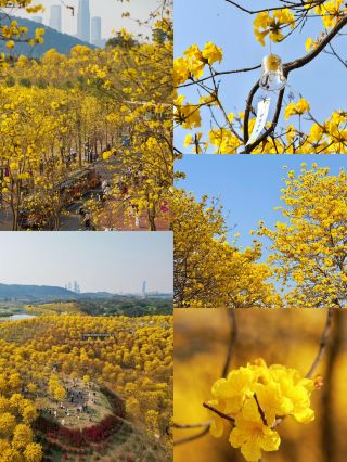 遠くに行く必要はありません。南寧青秀山のこの黄金の花海はまさに神話のようです