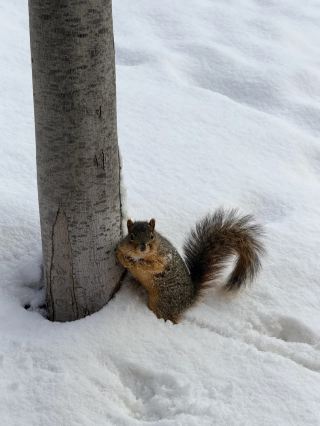 Ann Arbor Winter Wanderlust | Snowy Cabins and Refreshing Air on a Hipster Walking Route