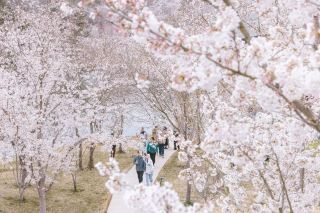 日照の宝物の小さな町、春の花が街中に咲き誇る