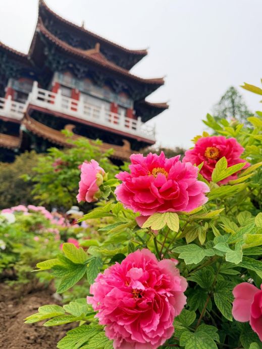 洛陽牡丹祭り！王城公園は素晴らしい！「牡丹こそ真の国花であり、咲け
