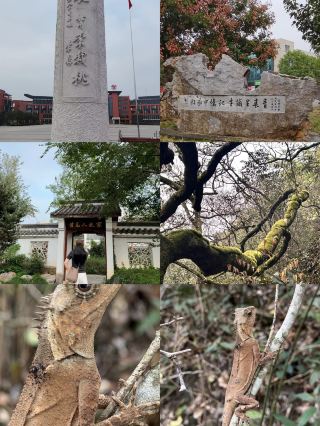 黄岡中学を見学して私は黙ってしまった、山は試験問題よりも登るのが難しい？