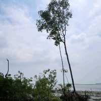 Venture into the Heart of Tanjung Piai