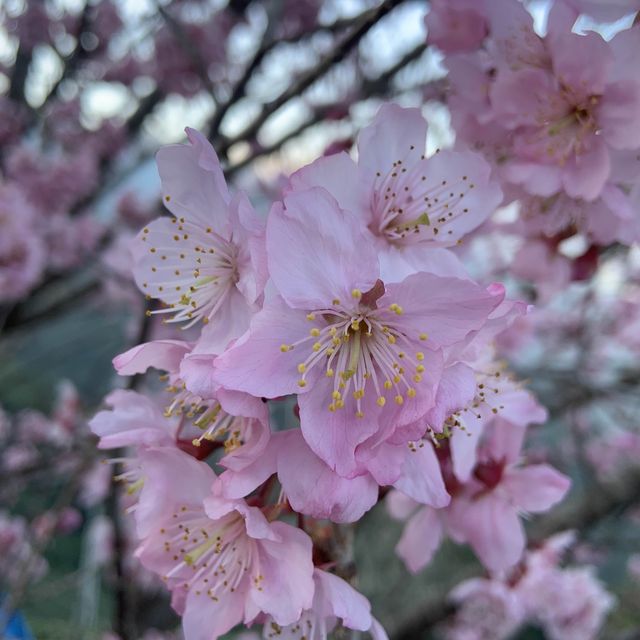 梅山樟樹湖賞櫻一日遊