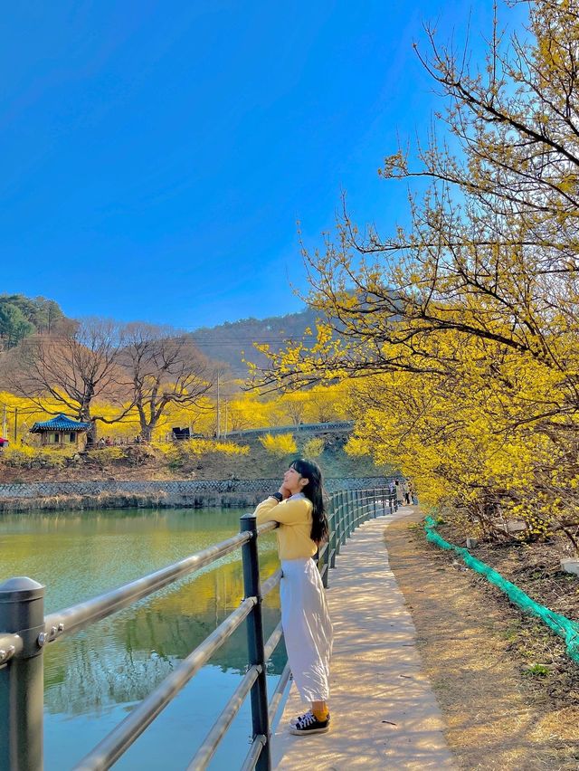 주말에도 사람 없는 꽃놀이 스팟을 원해? 그렇담 바로 여기💛