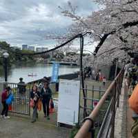 千鳥ヶ淵縁道の桜