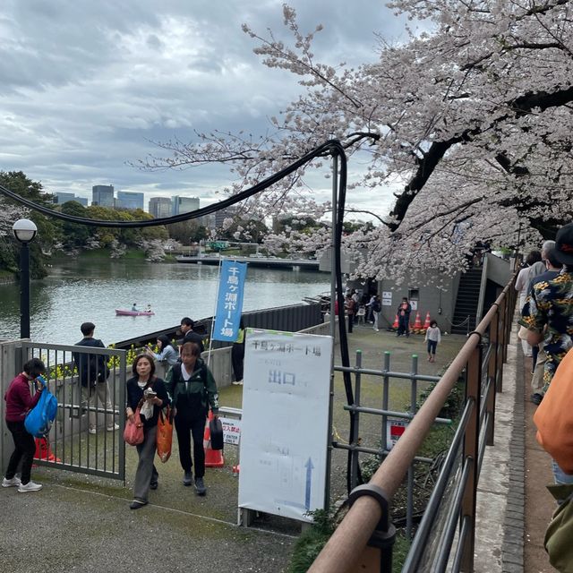 千鳥ヶ淵縁道の桜