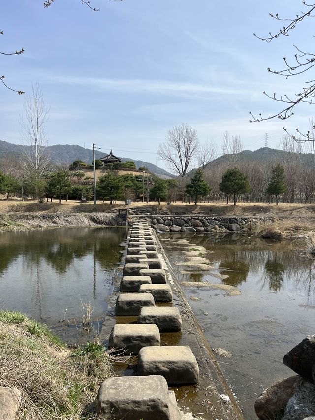 매화마을도 예쁘지만 동백꽃도 너무 예쁜 전남광양🌺
