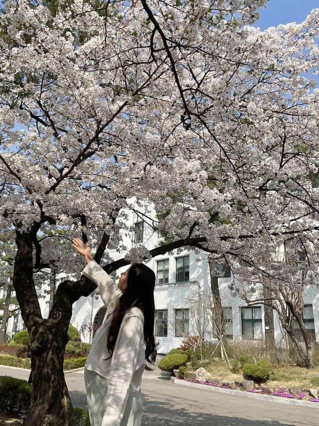 삼청동의 아름다운 벚꽃 명소, 정독도서관📚📖