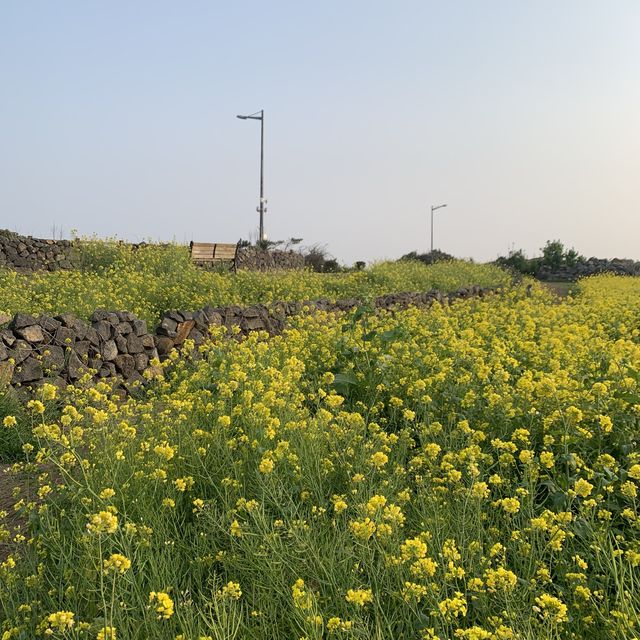 제주 광치기해변