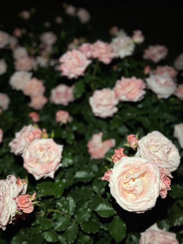 期間限定♥️大阪TeamLab✖️粉蝶花海