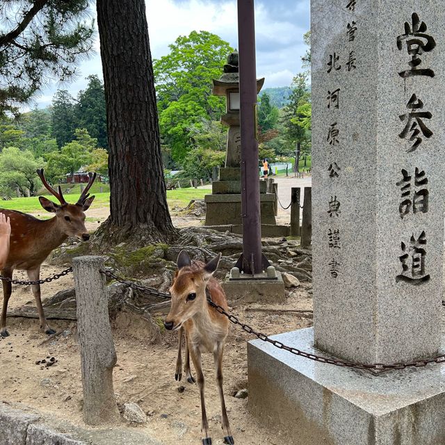 횡단보도 건너는 사슴 보신 분?! 저요!🙌