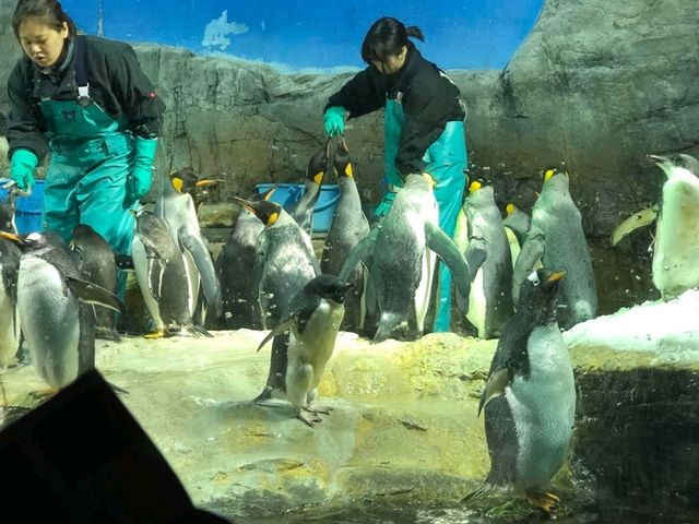 🐬海洋生物全接觸 ｜親親魟魚 - 大阪海遊館