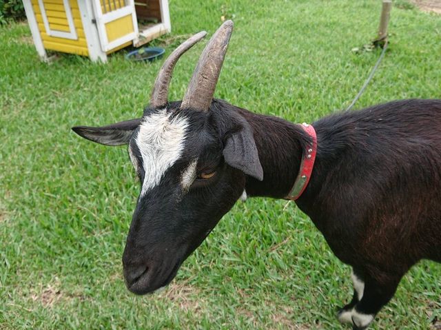 はいむるぶし@小浜島🐐