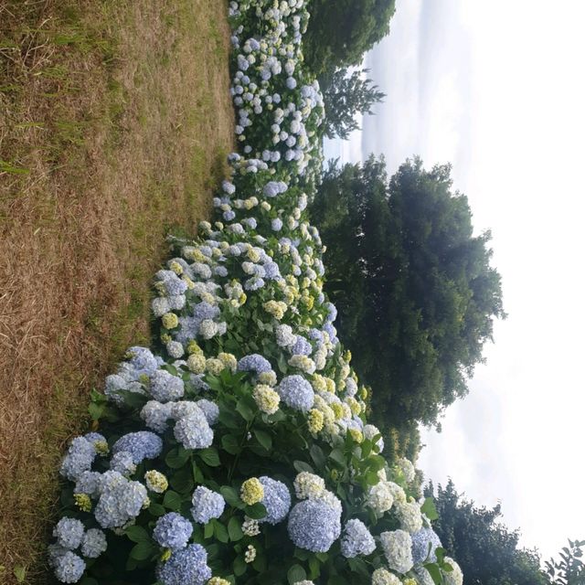 여름의 제주 꽃구경🌼