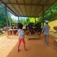 "Jumbo Joy: Rescuing and Reviving Elephants"