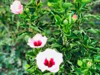 台北｜🌹💐 Taipei Rose Garden 臺北玫瑰園🪴🎋散步賞花花草草