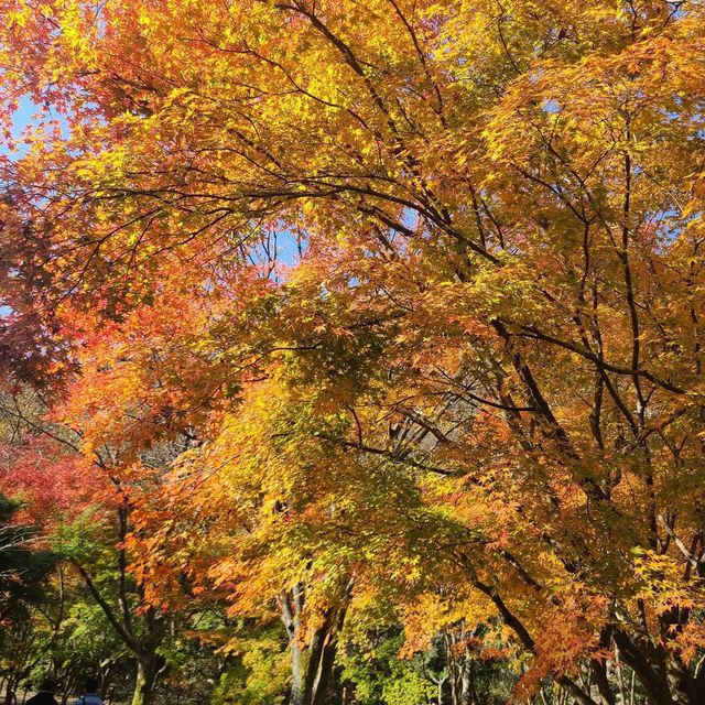 Autumn view of Naejangsan National Park 