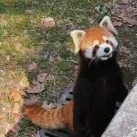愛媛県立Tobe 動物園 🐼🌴與可愛動物的奇幻相遇