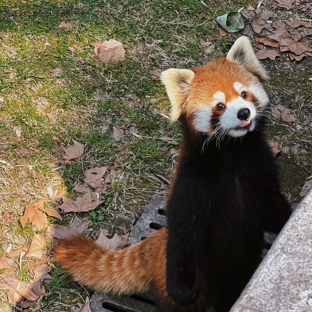 愛媛県立Tobe 動物園 🐼🌴與可愛動物的奇幻相遇