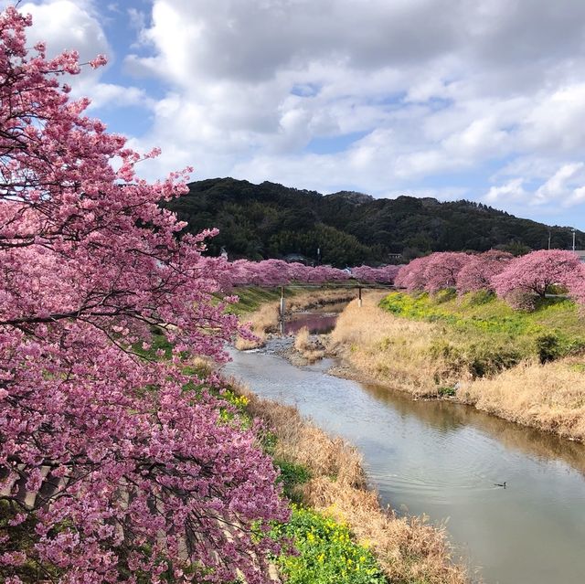 春を迎えに早咲の河津桜@下賀茂温泉