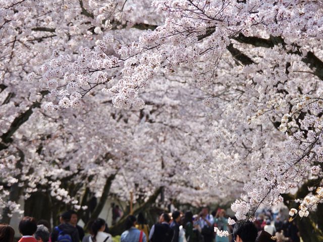 【京都市】桜咲き誇る春の名所🌱