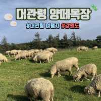 귀여운 양들로 가득한, 대관령 양떼목장