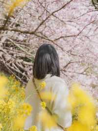 Spring in Japan🌸 Aguri Park Sagayamaen ✨