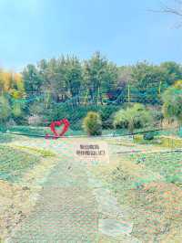 튤립 축제가 열리고 있는, 제주 상효원🌷
