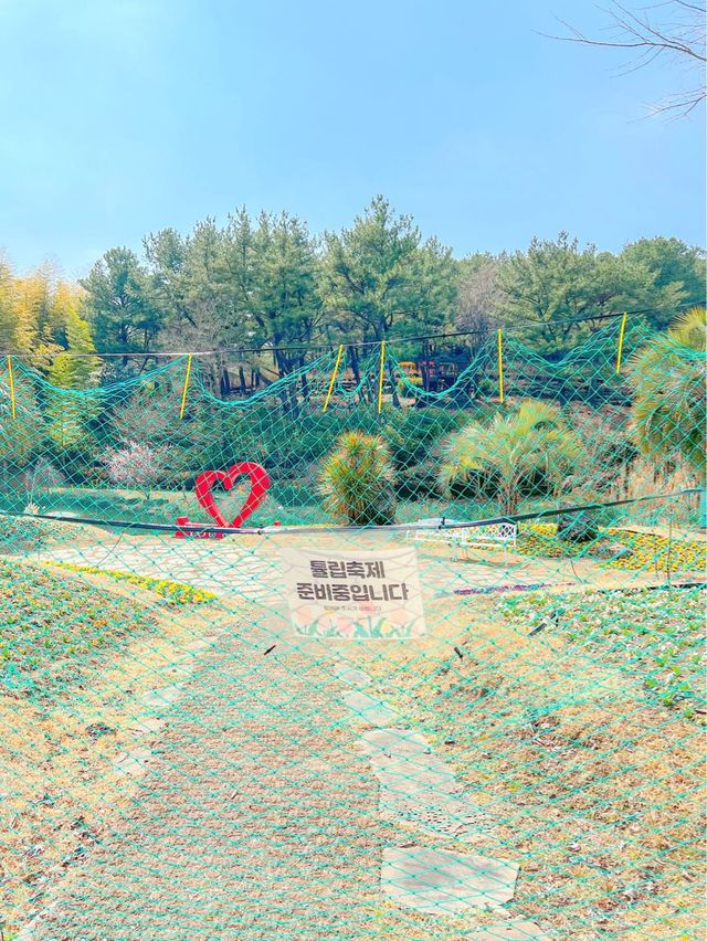 튤립 축제가 열리고 있는, 제주 상효원🌷