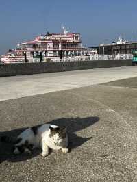男木島🐈