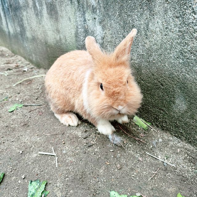 勁放電的小白兔農莊