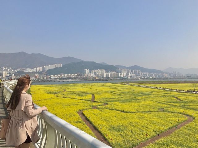 부산 대저생태공원 유채꽃밭 💛