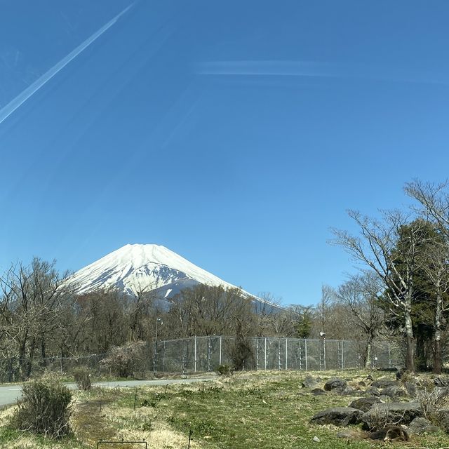 富士野生動物🦒🐒