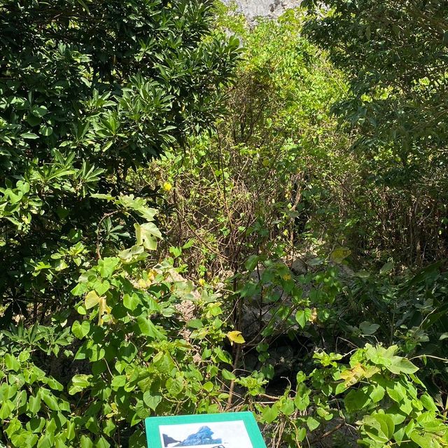 【沖縄県】やんばる世界自然遺産　大石林山！