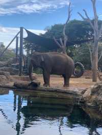 Taronga Zoo🐨 @Sydney🇦🇺